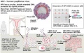 How-the-HPV-DNA-is-detected-in-cervical-cancer.jpg